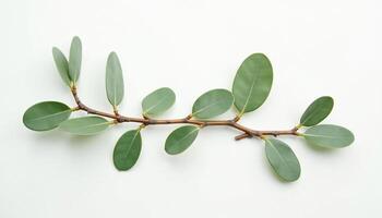 A branch of eucalyptus leaves on a white background photo