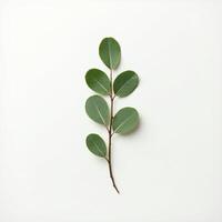 A single eucalyptus leaf on a white background photo