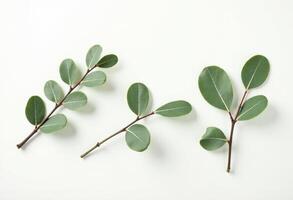 Three eucalyptus leaves on a white background photo