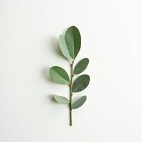 A single eucalyptus leaf on a white surface photo