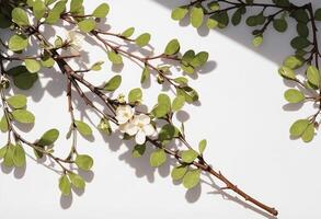 A branch with green leaves and flowers on a white surface photo