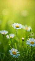 Daisies in the field with a bright sun photo