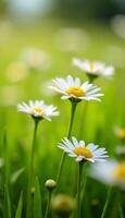 Daisies in a field with a blurry background photo