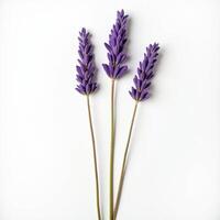 Three lavender flowers are shown on a white background photo