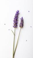 Two lavender flowers are on a white surface photo