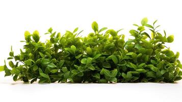 texture bushes white background photo