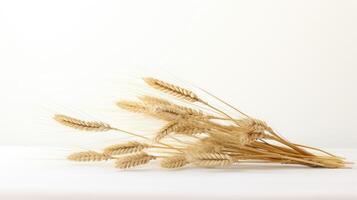 studio wheat on white photo