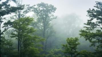 deciduous trees and clouds photo