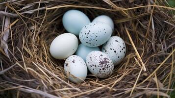 nest eggshell texture photo