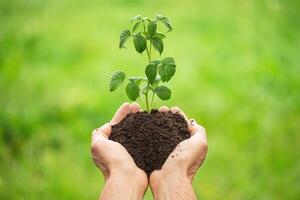 raspberry seedling with a handful of soil in male hands photo