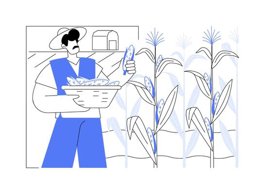 Corn production isolated cartoon illustrations.