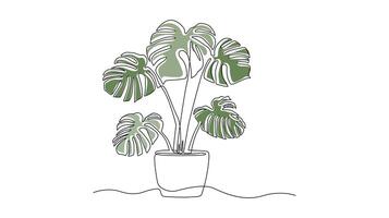 Continuous One line drawing of a Monstera plant in a pot vector