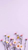 Soft pastel flowers with delicate petals light purple background create harmonious pressing photo
