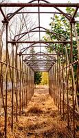 Rusty metal framework tunnel in dry grass field with green and bare trees photo
