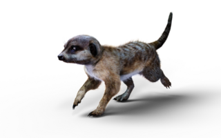 A Running Pose of Meerkat Isolate. png