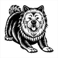 Chow Chow Dog Posing vector