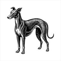 Greyhound Standing Affectionately vector