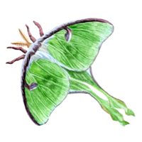 Saturnia butterfly in aquarelle technique png