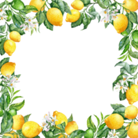Hand painted square Frame with lush Branches with ripe and unripe Lemons png
