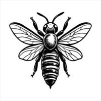 A closeup of a bee in flight vector
