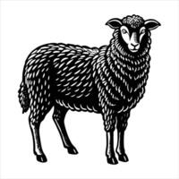Sheep Standing Vectors