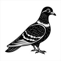 Pigeon With Tilted Head vector