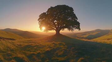 Solitary Tree at Sunset A Serene Landscape with Rolling Hills and Warm Light photo