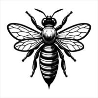 Bee Flying Path vector