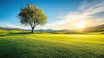Serene Golf Course Lone Tree at Sunset with Rolling Hills and Radiant Sunshine photo