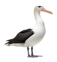 Albatross Side View Isolated on Transparent Background png