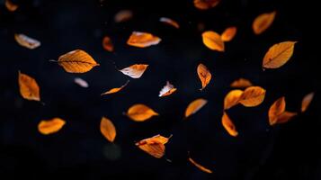 Autumnal Cascade Fallen Leaves Dancing in the Void of Night Moody Autumnal Still Life photo
