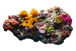 Ultra High Resolution Coral Reef Fragment with Soft Lighting Isolated on Transparent Background png
