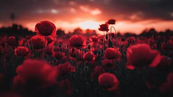 Scarlet Bloom Poppies in a Sunset Field of Dreams bathed in warm hues natures vibrant spectacle photo