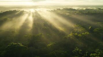 Sunbeams Through Canopy Ethereal Light Filtering Down on Lush Rainforest Trees below Creating a Mystical Atmosphere photo