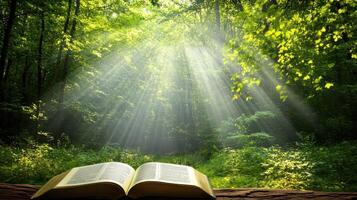 Illuminated Wisdom Open Book in a SunDrenched Forest Setting photo