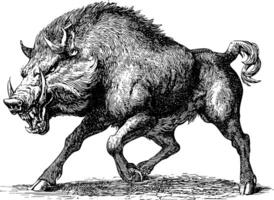 A powerful black and white woodcut illustration of a wild boar with large tusks. vector