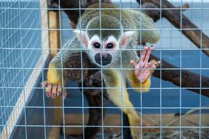 Squirrel Monkey Saimiri sciureus, holds the cage with two front legs and looks straight to the camera. photo