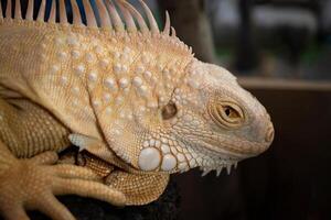 Selected Focus Macro close-up Lizard Iguana on the face and right eye. photo