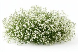 bunch of white flowers on a white background photo