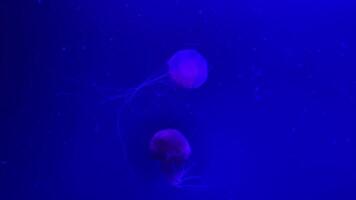 Two jellyfish glide through the water in a glowing blue aquarium, showcasing their delicate movements and translucent bodies. This captivating display draws viewers at the marine exhibit. video