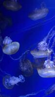 Glowing jellyfish move elegantly through the dark waters of the aquarium, showcasing their vibrant colors against a mystical backdrop while captivating viewers. video