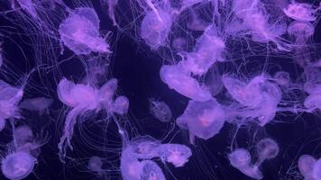 Various jellyfish glide through the water, showcasing their vibrant colors and delicate movements. The serene atmosphere highlights their beauty while they pulse and sway. video