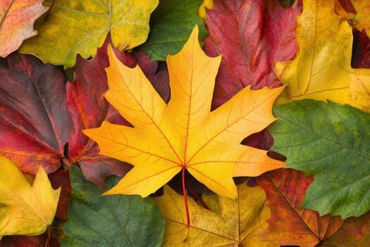autumn leaves background photo