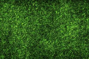 green grass background photo