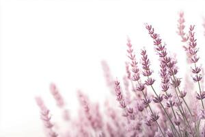 lavender flowers on a white background photo