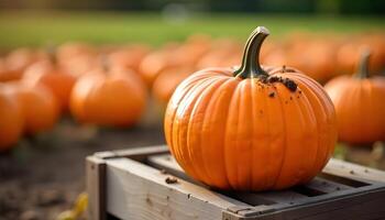 Vibrant Orange Pumpkin on Wooden Crate in a Pumpkin Patch photo