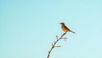 Sparrow Perched on a Branch on blue sky photo