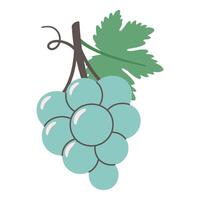 Flat illustration of bunch of grapes. Light turquoise grapes with brown stem and green leaf in minimalistic style vector