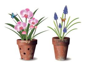 illustration of potted orchids and grape hyacinths with butterflies against a white background vector