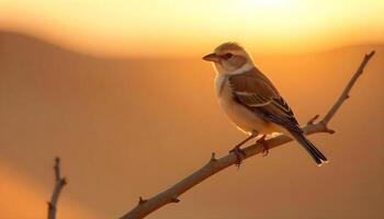 Sparrow Perched on a Branch at Sunset photo
